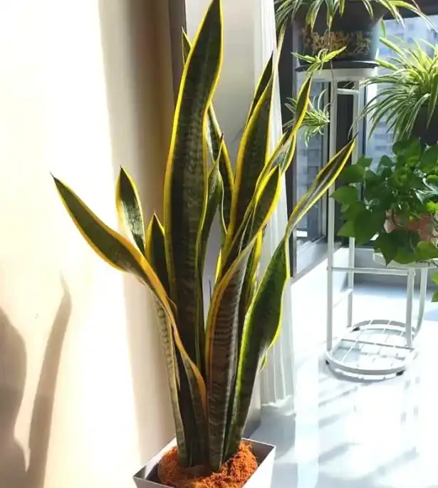 三種「鎮宅花」一養,家裡超乾淨,旺家好運來