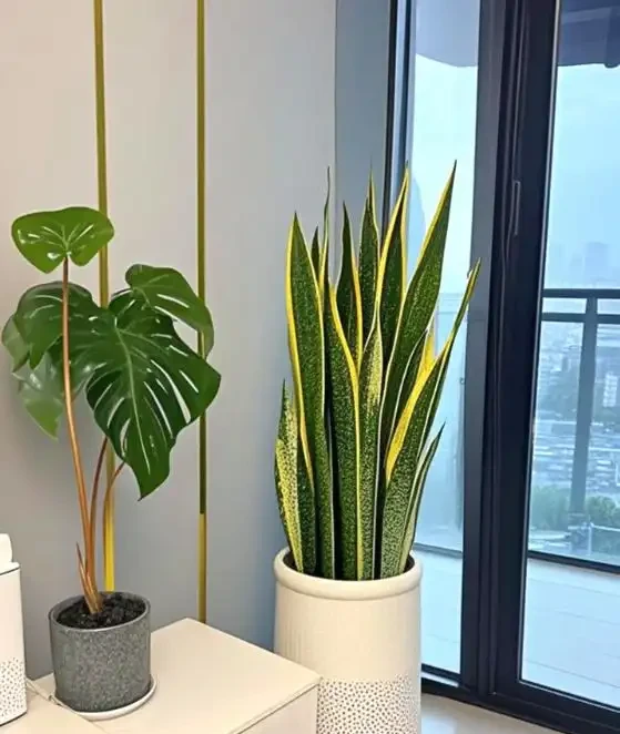 三種「鎮宅花」一養,家裡超乾淨,旺家好運來