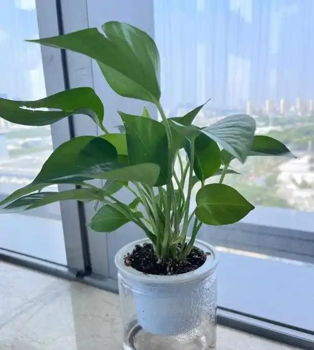 三種「鎮宅花」一養,家裡超乾淨,旺家好運來