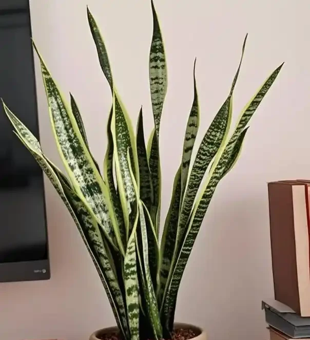 三種「鎮宅花」一養,家裡超乾淨,旺家好運來
