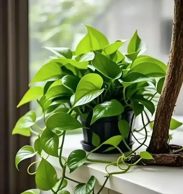 三種「鎮宅花」一養,家裡超乾淨,旺家好運來