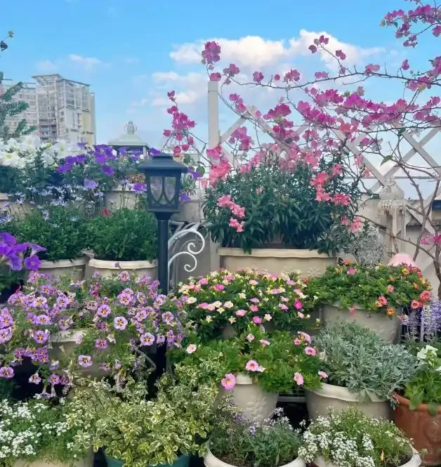 三種「鎮宅花」一養,家裡超乾淨,旺家好運來