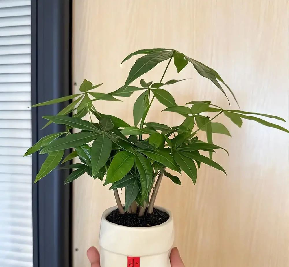 三種「鎮宅花」一養,家裡超乾淨,旺家好運來