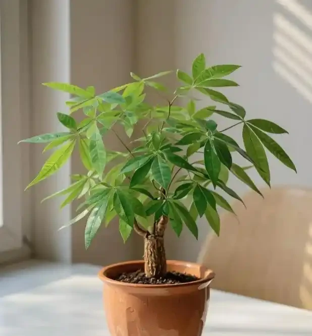 三種「鎮宅花」一養,家裡超乾淨,旺家好運來