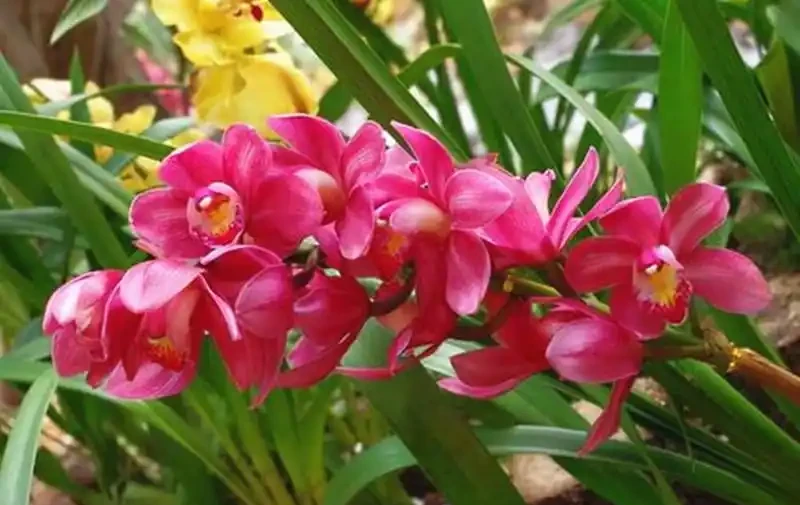 有種很驚豔的蘭花,開花期幾乎覆蓋全年,開花香水味,新手也能養好