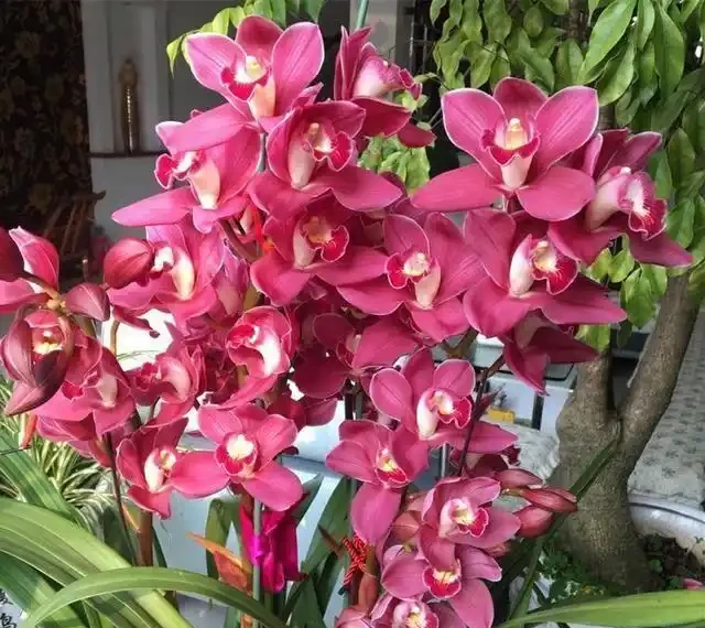 有種很驚豔的蘭花,開花期幾乎覆蓋全年,開花香水味,新手也能養好