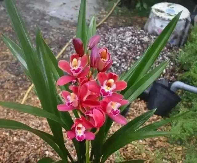 有種很驚豔的蘭花,開花期幾乎覆蓋全年,開花香水味,新手也能養好