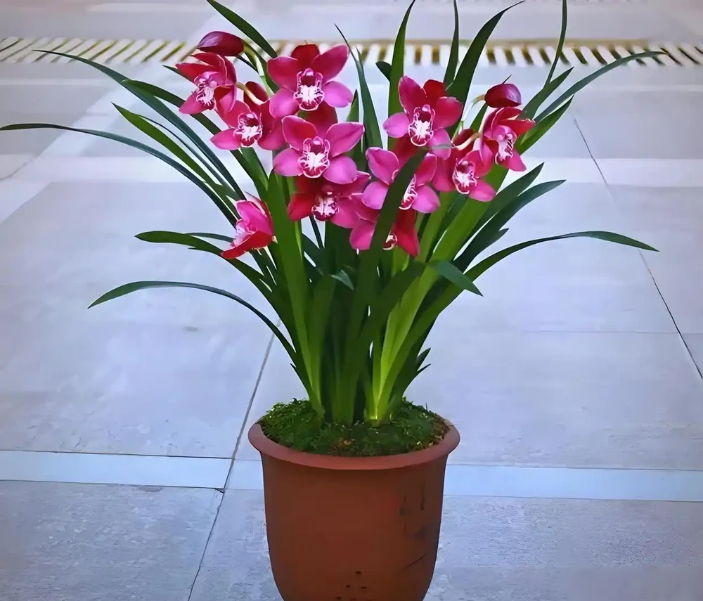 有種很驚豔的蘭花,開花期幾乎覆蓋全年,開花香水味,新手也能養好