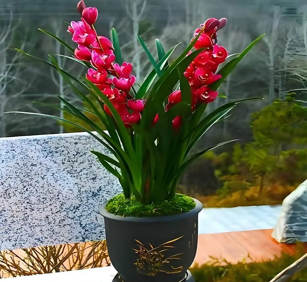 有種很驚豔的蘭花,開花期幾乎覆蓋全年,開花香水味,新手也能養好