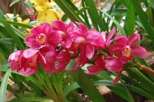 有種很驚豔的蘭花，開花期幾乎覆蓋全年，開花香水味，新手也能養好