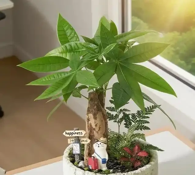 發財樹買回家就黃葉?3個致命錯誤你中了幾個?