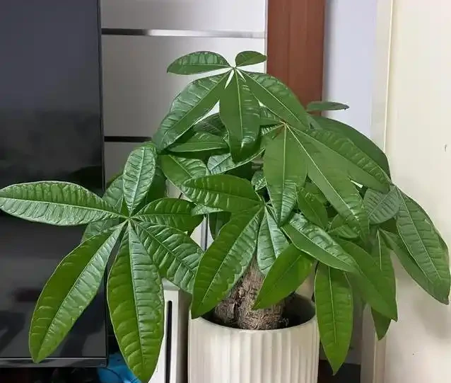 發財樹買回家就黃葉?3個致命錯誤你中了幾個?