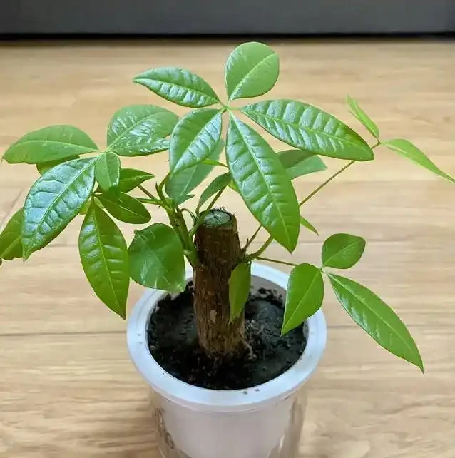 發財樹買回家就黃葉?3個致命錯誤你中了幾個?
