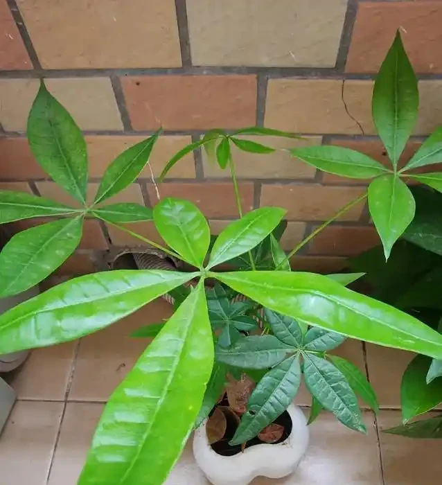 發財樹買回家就黃葉?3個致命錯誤你中了幾個?