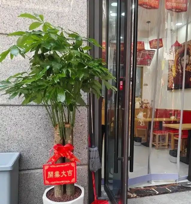 發財樹買回家就黃葉?3個致命錯誤你中了幾個?