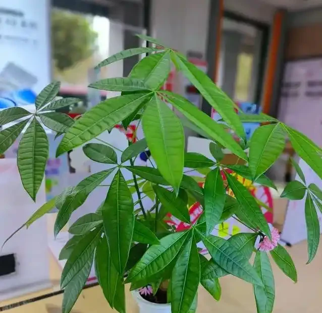 發財樹買回家就黃葉?3個致命錯誤你中了幾個?