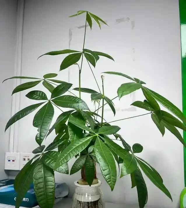 發財樹買回家就黃葉?3個致命錯誤你中了幾個?