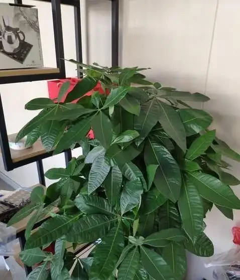 發財樹買回家就黃葉?3個致命錯誤你中了幾個?