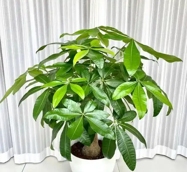 發財樹買回家就黃葉?3個致命錯誤你中了幾個?