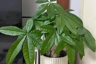 發財樹買回家就黃葉？3個致命錯誤你中了幾個？
