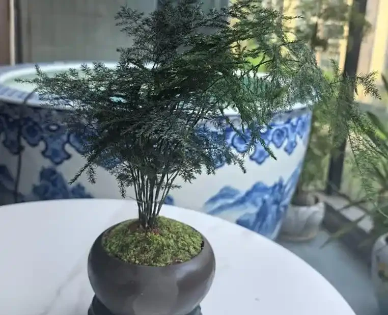 文竹葉子發黃的原因及補救辦法有嗎?5大原因找對了,對應 5 招補救,3 天轉綠超簡單