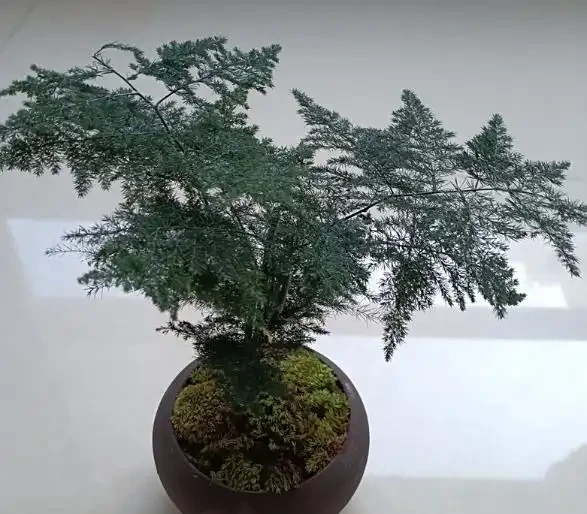 文竹葉子發黃的原因及補救辦法有嗎?5大原因找對了,對應 5 招補救,3 天轉綠超簡單