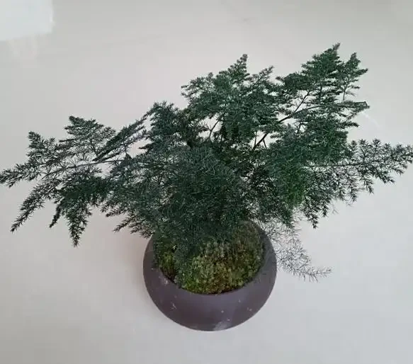 文竹葉子發黃的原因及補救辦法有嗎?5大原因找對了,對應 5 招補救,3 天轉綠超簡單