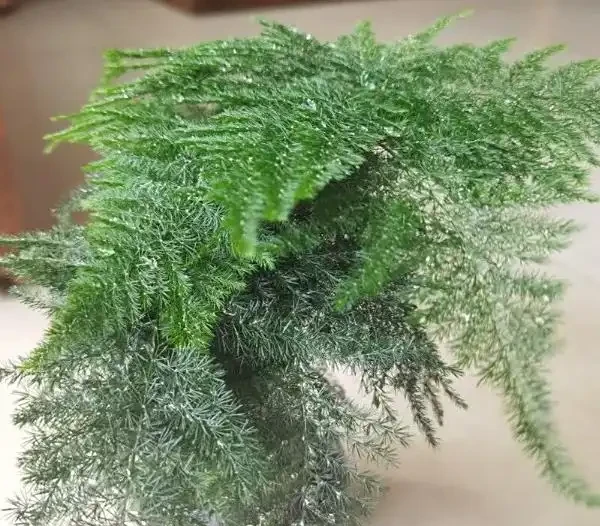 文竹葉子發黃的原因及補救辦法有嗎?5大原因找對了,對應 5 招補救,3 天轉綠超簡單