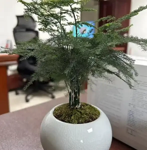 文竹葉子發黃的原因及補救辦法有嗎?5大原因找對了,對應 5 招補救,3 天轉綠超簡單