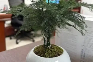 文竹葉子發黃的原因及補救辦法有嗎？5大原因找對了，對應 5 招補救，3 天轉綠超簡單