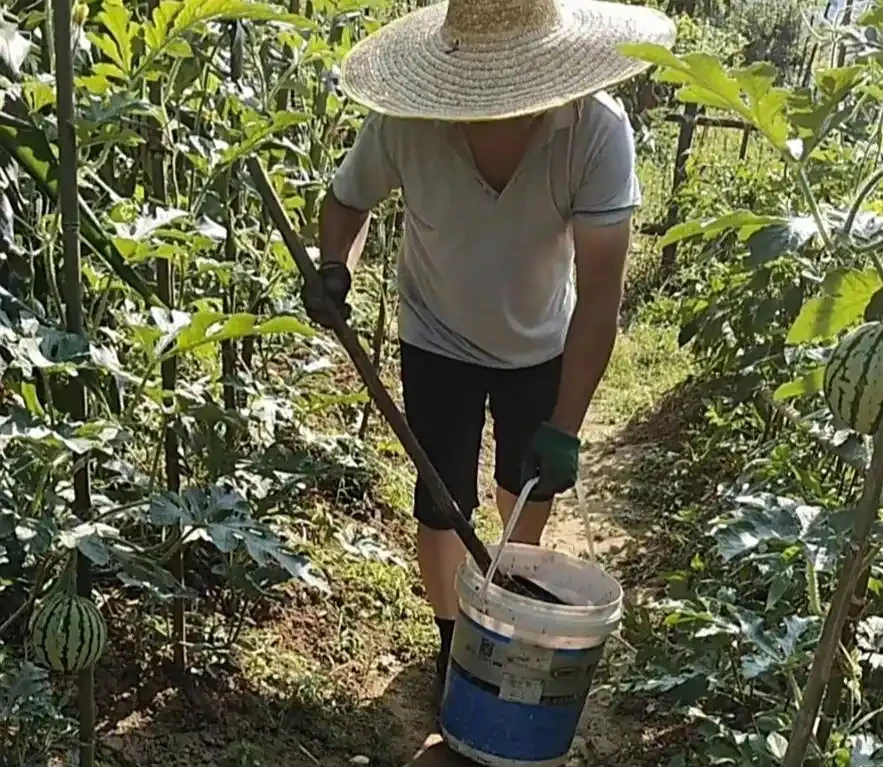 複合肥料撒著用還是溶水澆?老農實測差別大,種菜人別再憑感覺來