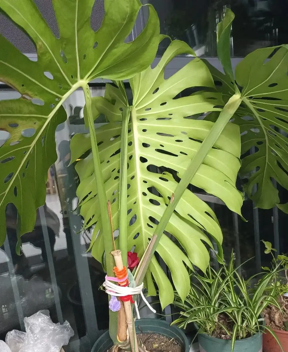 重慶一男子，養10年的龜背芋老樁「長到房頂」，真叫一個霸氣！