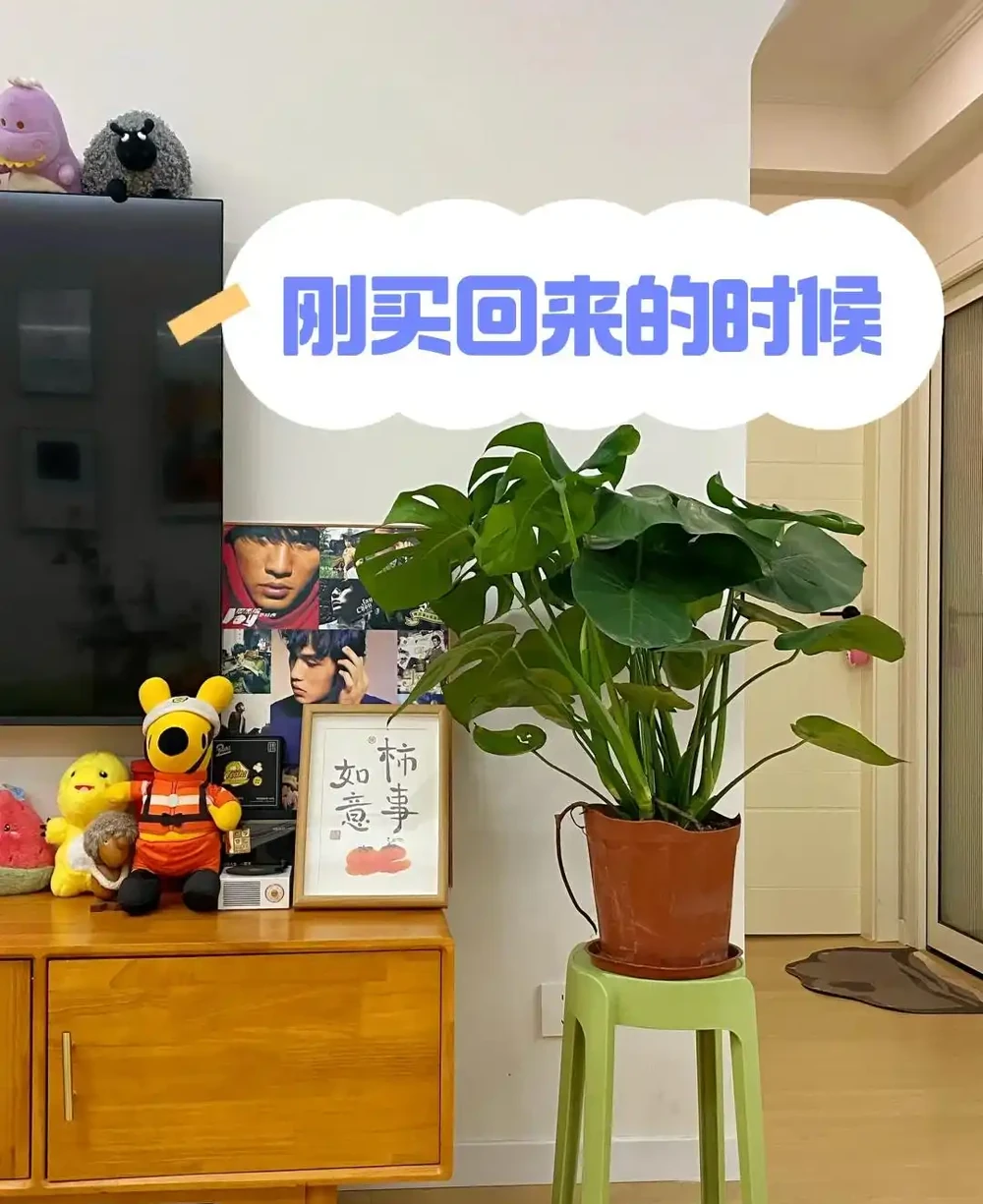 重慶一男子，養10年的龜背芋老樁「長到房頂」，真叫一個霸氣！