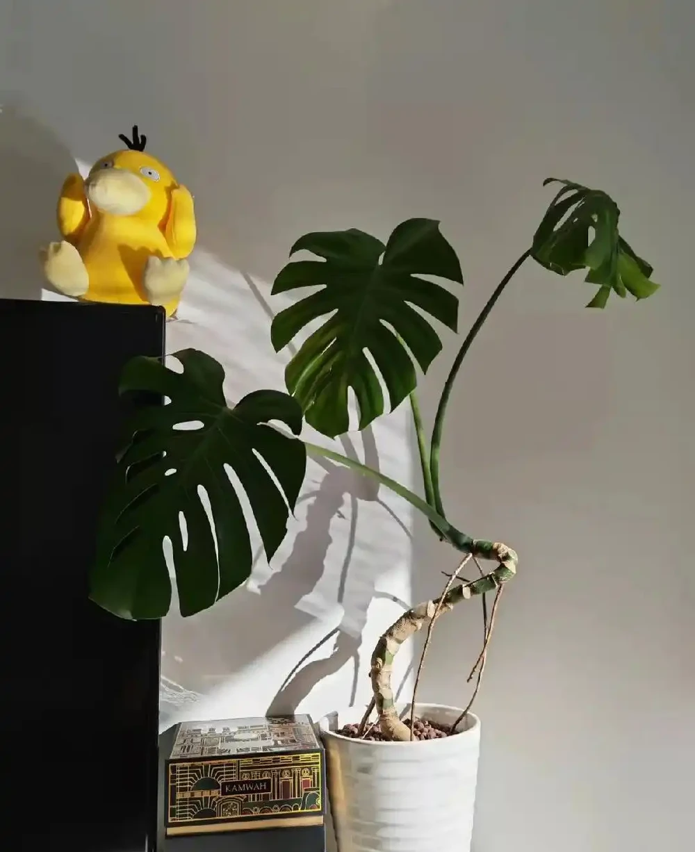 重慶一男子，養10年的龜背芋老樁「長到房頂」，真叫一個霸氣！