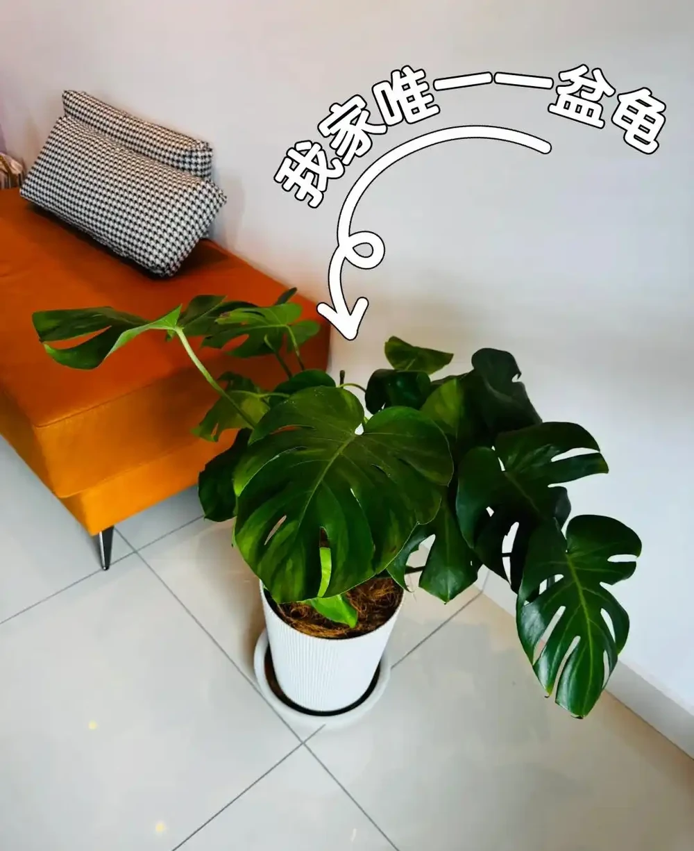 重慶一男子，養10年的龜背芋老樁「長到房頂」，真叫一個霸氣！
