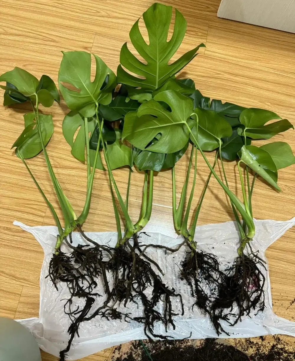 重慶一男子，養10年的龜背芋老樁「長到房頂」，真叫一個霸氣！