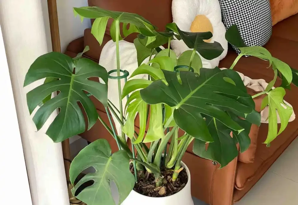 重慶一男子，養10年的龜背芋老樁「長到房頂」，真叫一個霸氣！