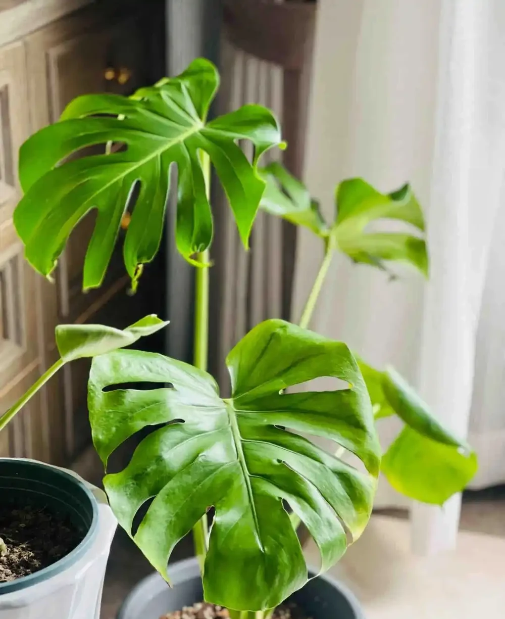 重慶一男子，養10年的龜背芋老樁「長到房頂」，真叫一個霸氣！