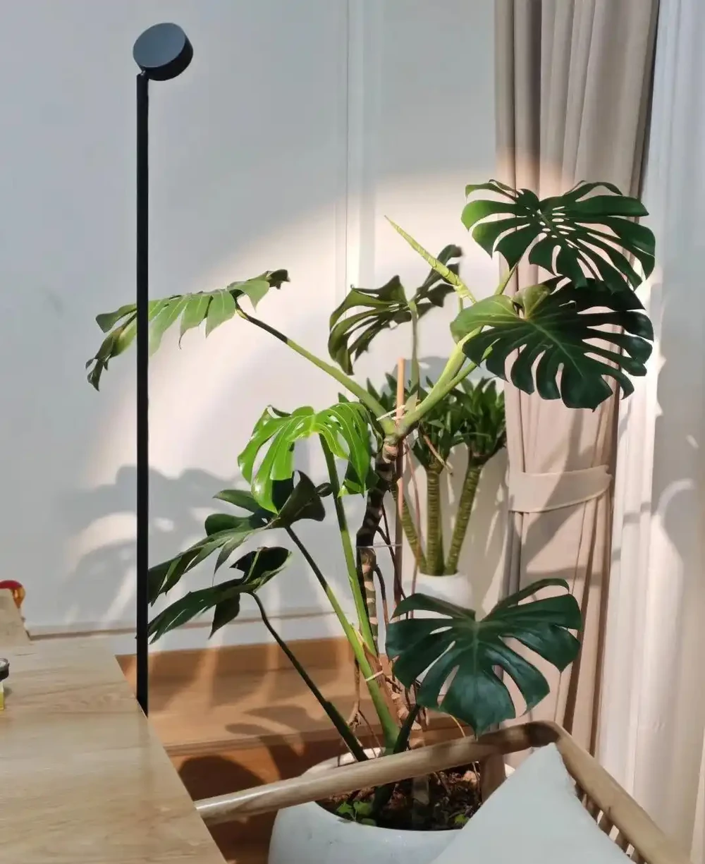 重慶一男子，養10年的龜背芋老樁「長到房頂」，真叫一個霸氣！
