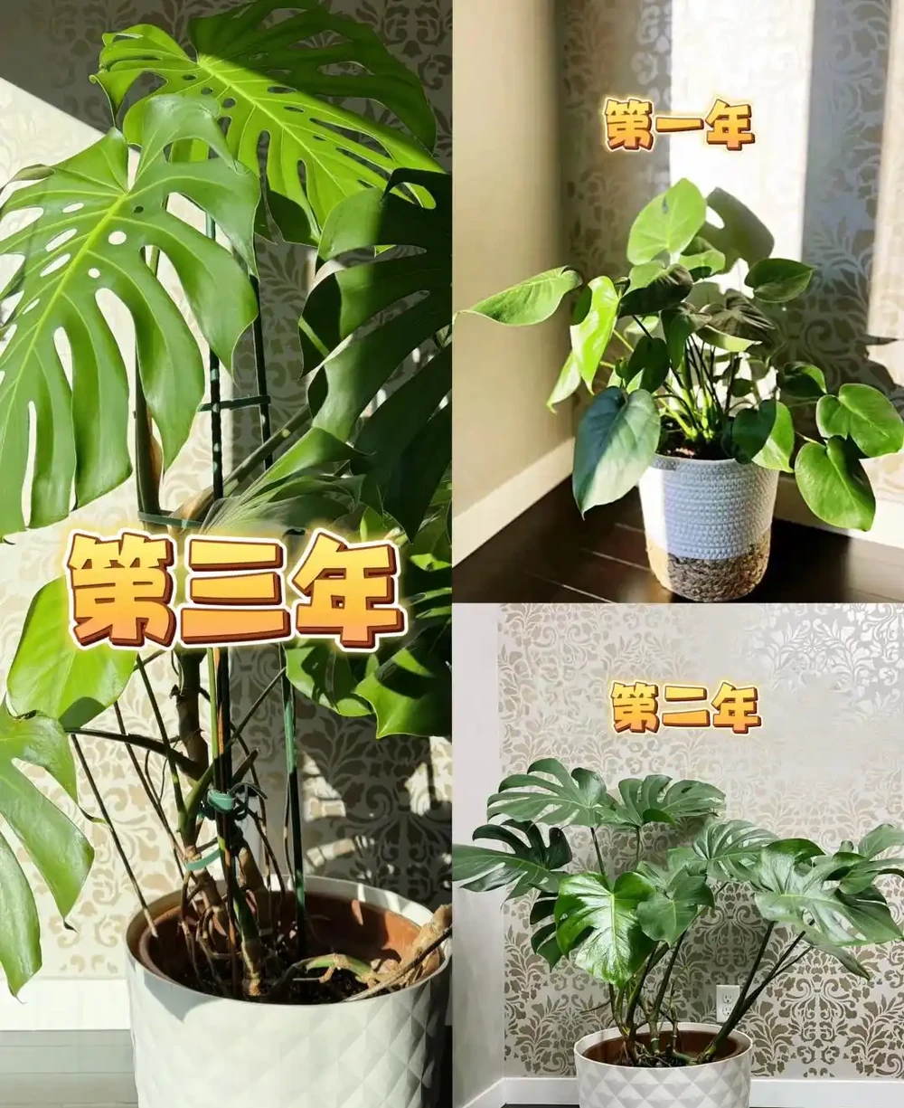 重慶一男子，養10年的龜背芋老樁「長到房頂」，真叫一個霸氣！