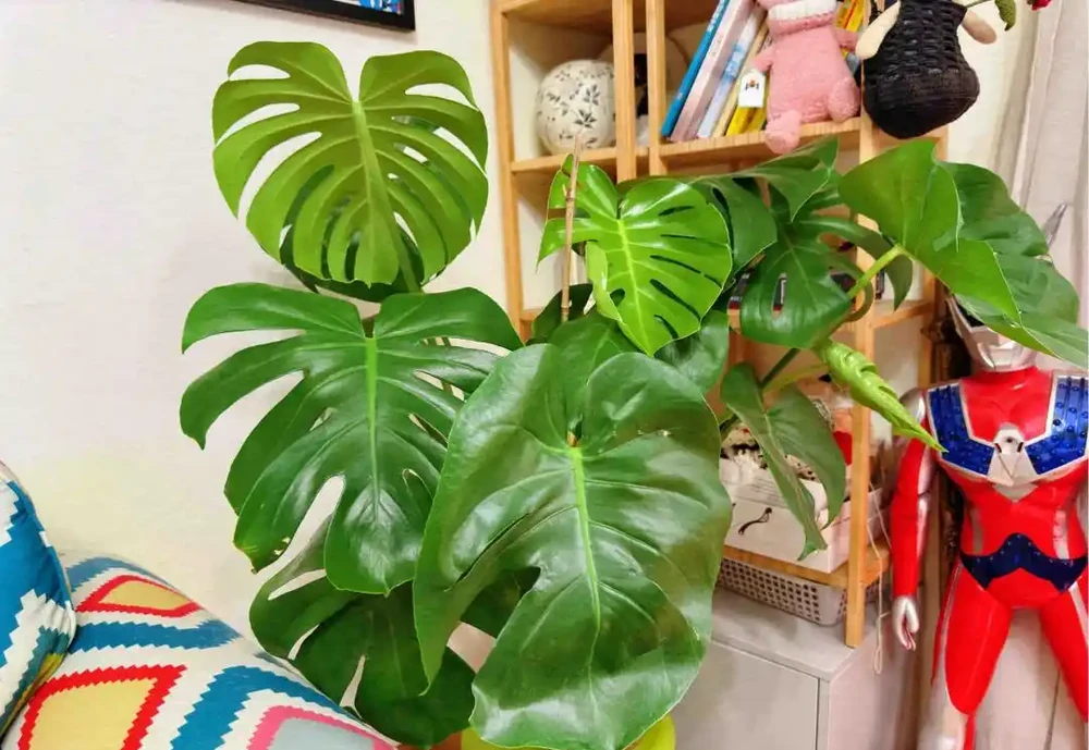 重慶一男子，養10年的龜背芋老樁「長到房頂」，真叫一個霸氣！