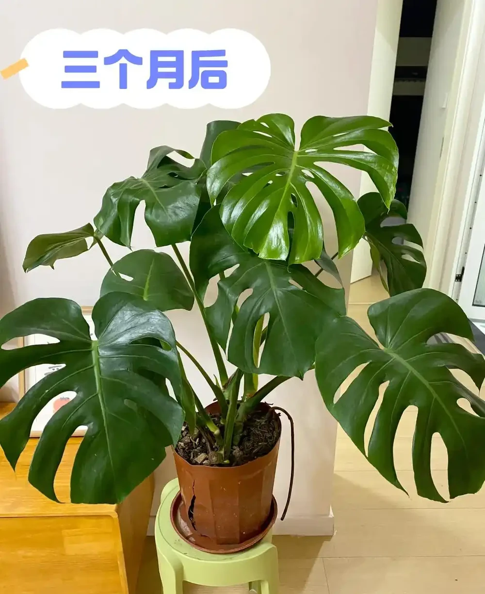 重慶一男子，養10年的龜背芋老樁「長到房頂」，真叫一個霸氣！