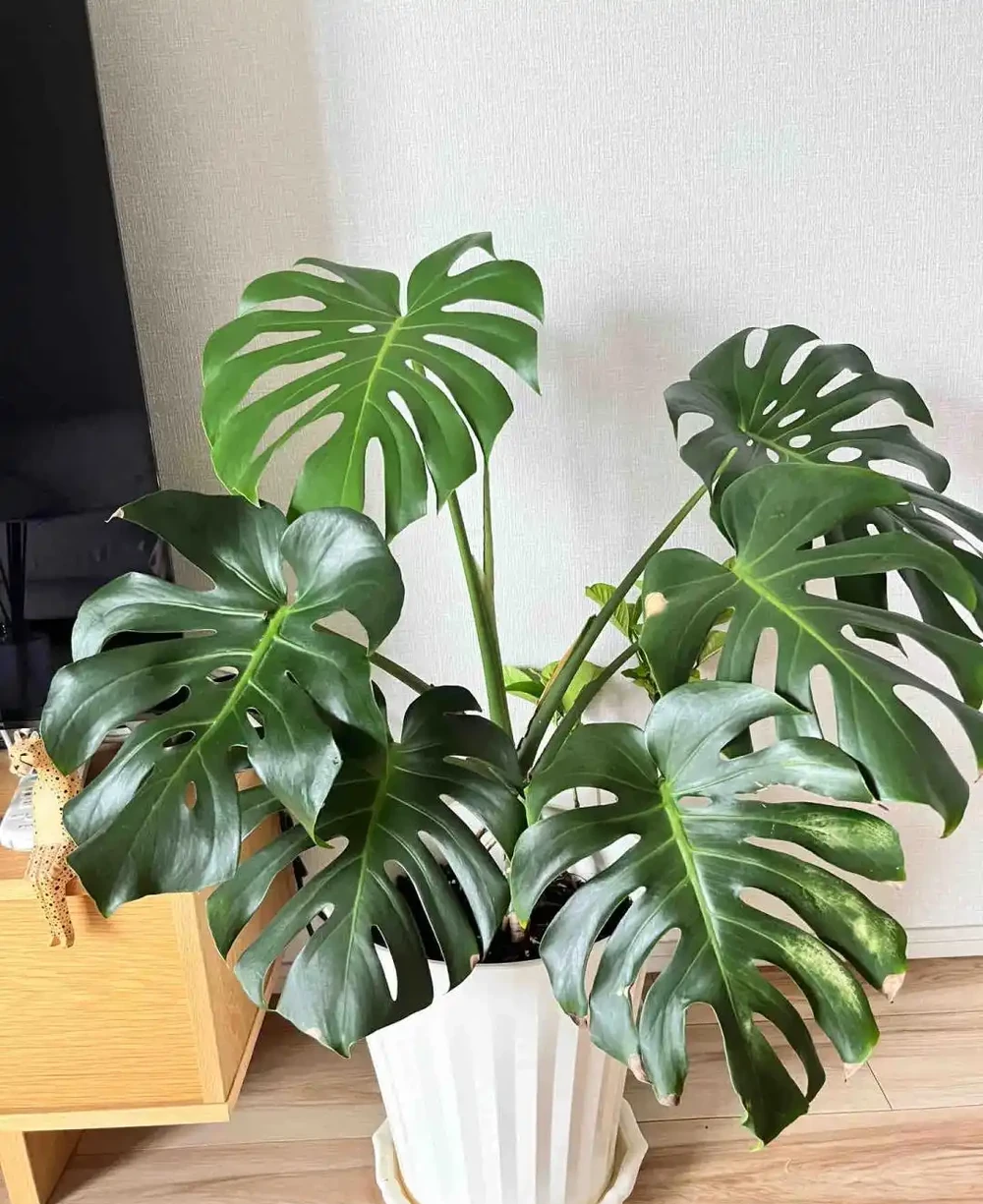 重慶一男子，養10年的龜背芋老樁「長到房頂」，真叫一個霸氣！