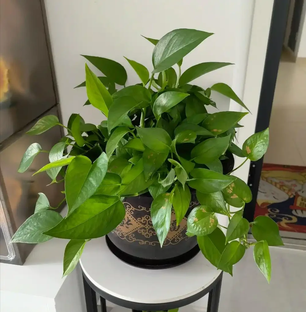 愛喝「啤酒」的4種花,隔幾天來1杯,不施肥也呼呼長