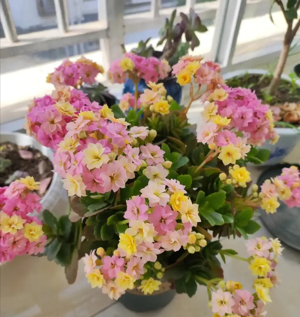 愛喝「啤酒」的4種花,隔幾天來1杯,不施肥也呼呼長