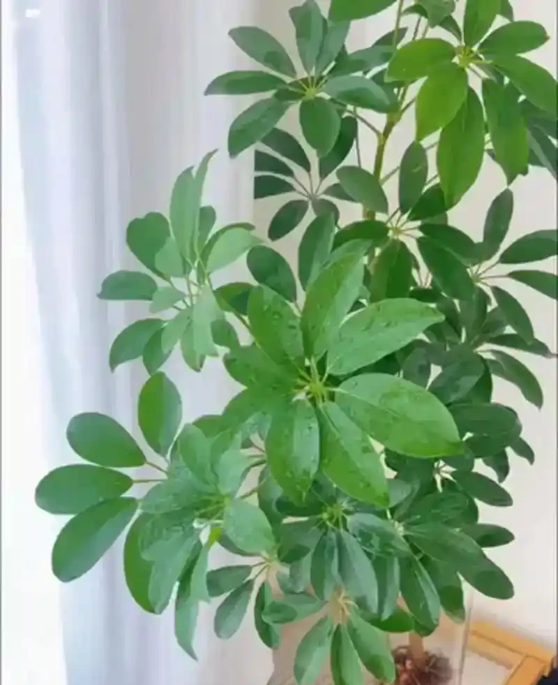 鴨腳木多久澆一次水?按情況調整