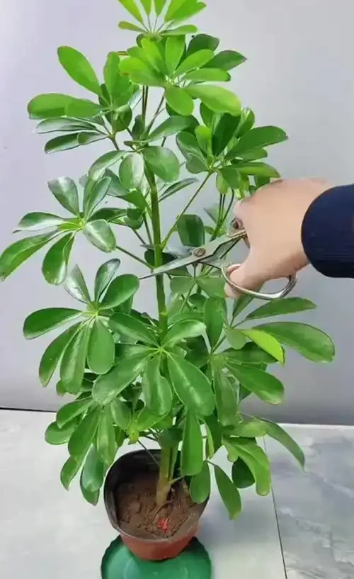 鴨腳木多久澆一次水?按情況調整