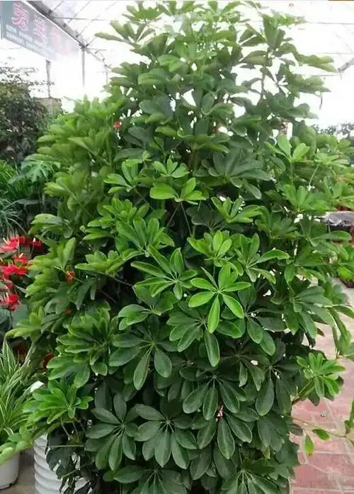 鴨腳木多久澆一次水?按情況調整