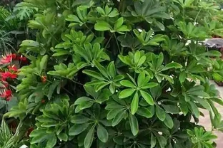 鴨腳木多久澆一次水？按情況調整