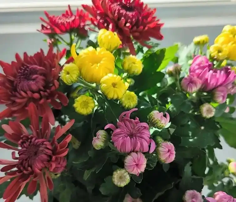 菊花開開花期間怎麼澆水和施肥？掌握3澆2施，澆水不腐根、施肥不燒根，花開滿枝不落花